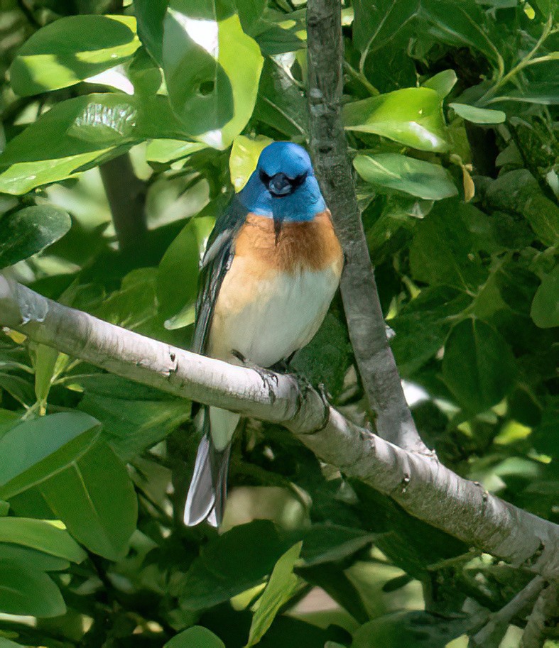 Lazuli Bunting - ML573361661