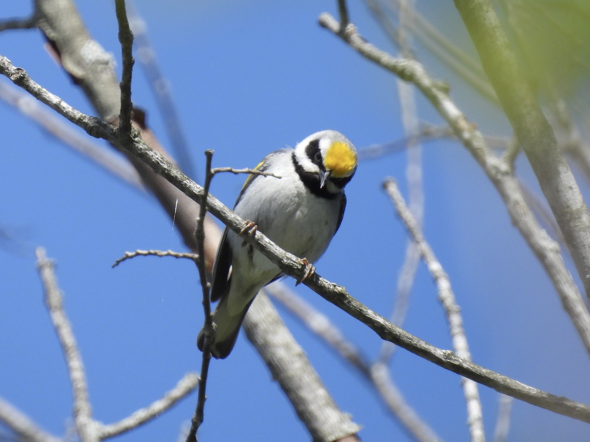 Golden-winged Warbler - ML573362511