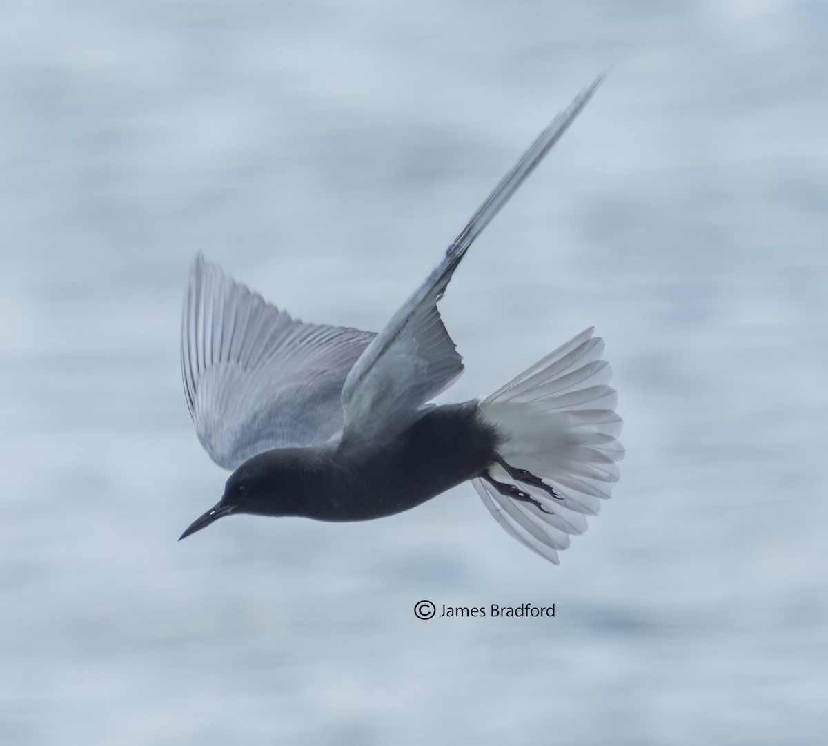 Black Tern - Jim Bradford