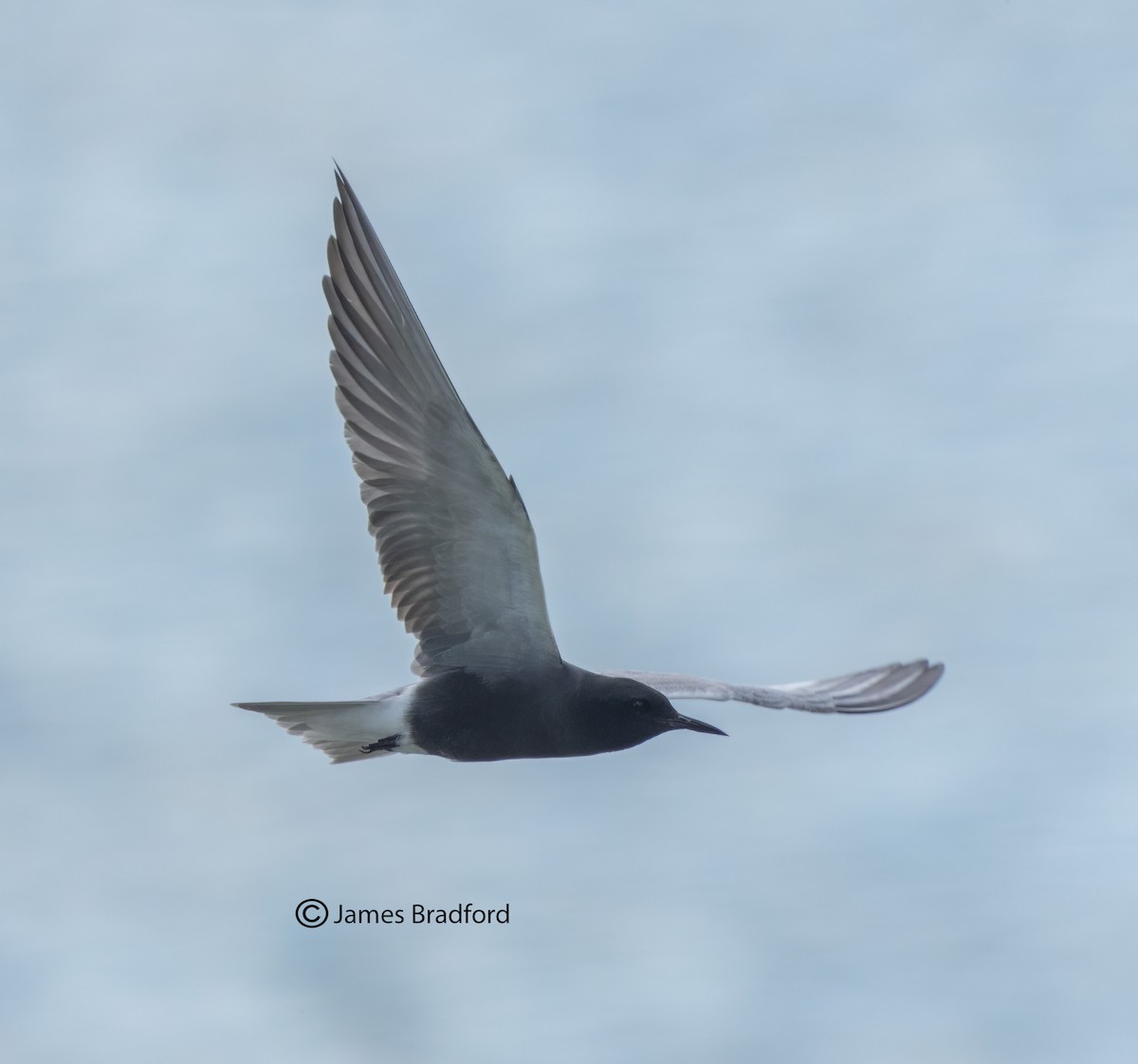 Black Tern - Jim Bradford