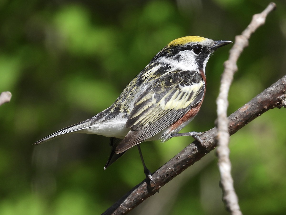 Chestnut-sided Warbler - C Douglas