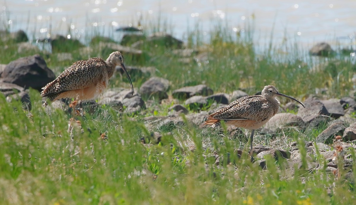 Long-billed Curlew - ML573363481