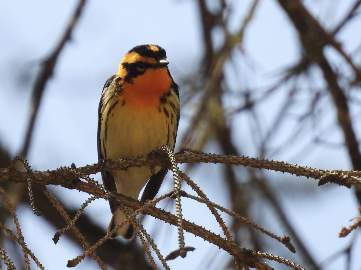 Blackburnian Warbler - C Douglas