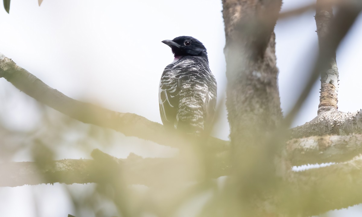 Purple-throated Cotinga - ML573363611