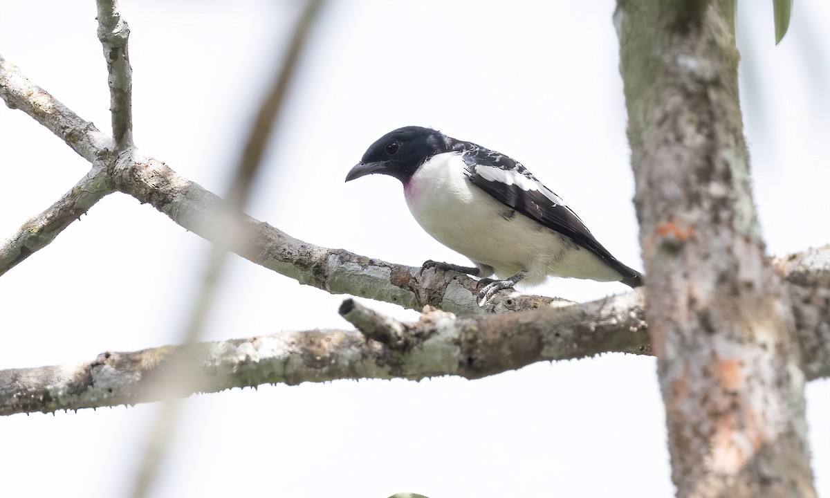 Cotinga Gorjimorado - ML573363641