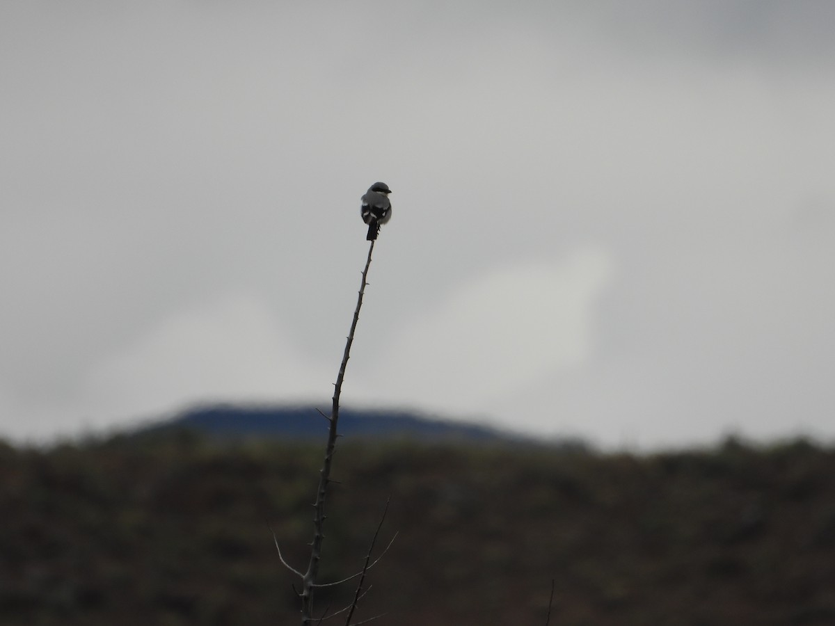 Loggerhead Shrike - April Lauman