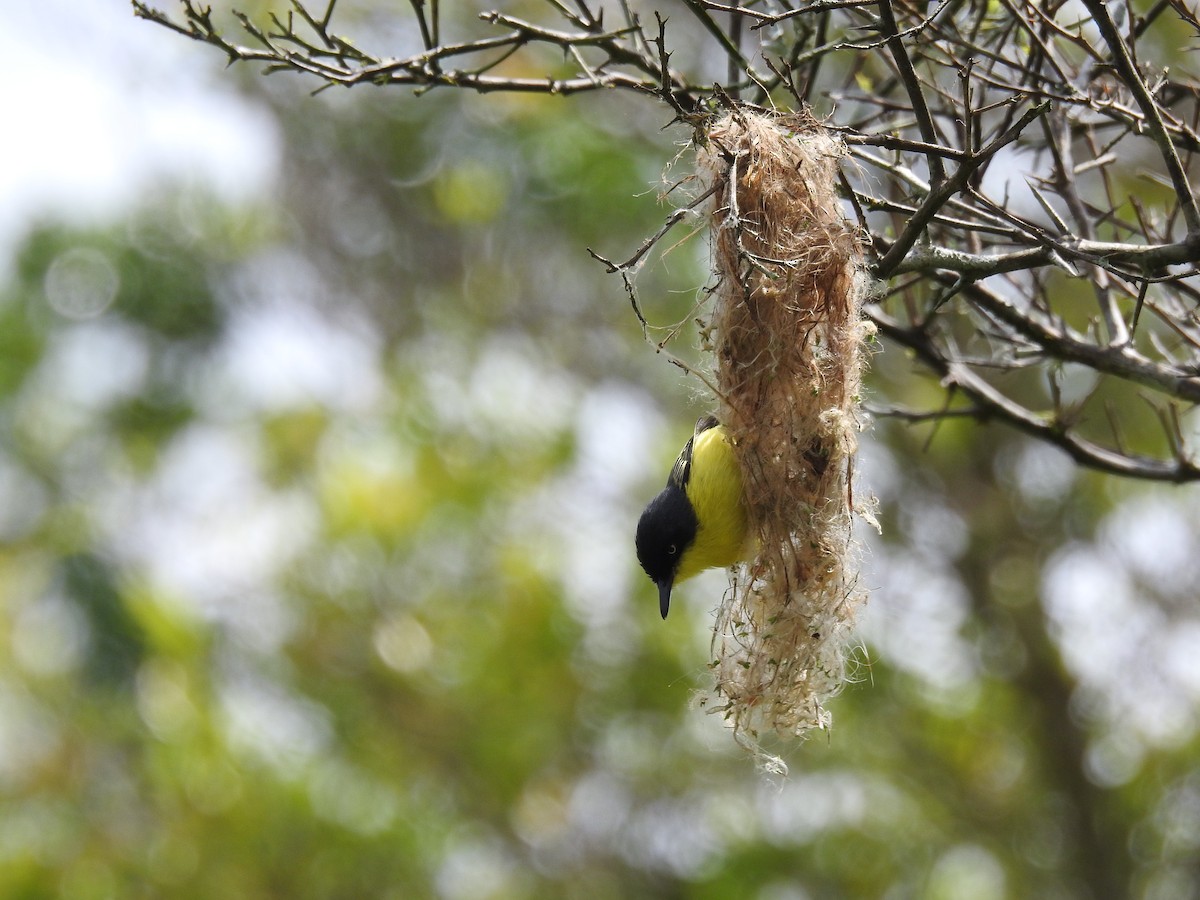 Common Tody-Flycatcher - ML573364911