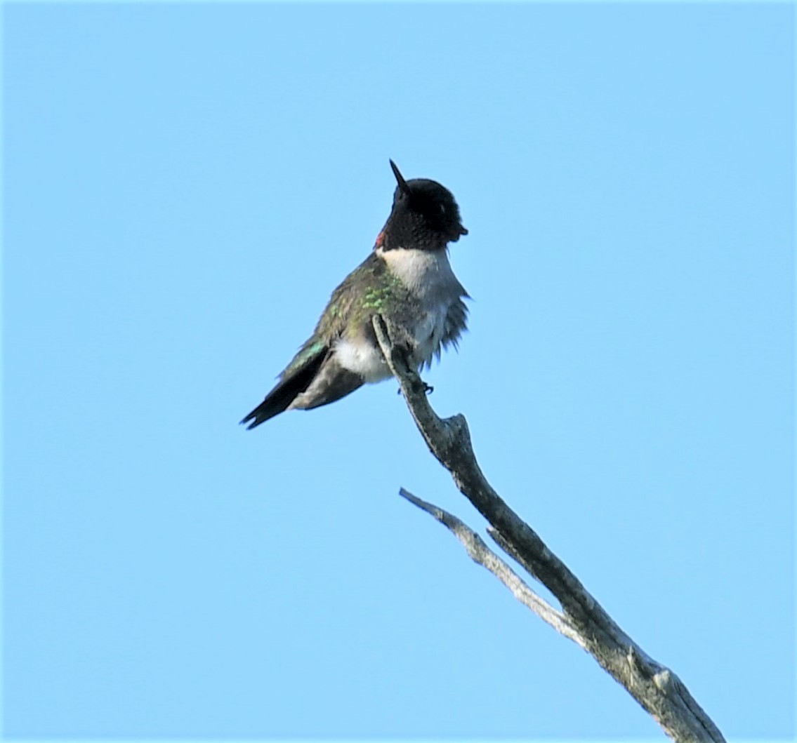 Ruby-throated Hummingbird - ML573364931