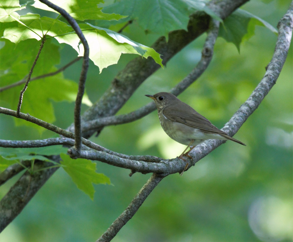 Gray-cheeked Thrush - ML573366061