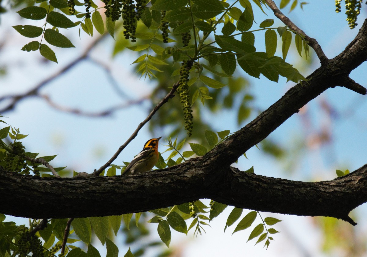 Blackburnian Warbler - ML573366121