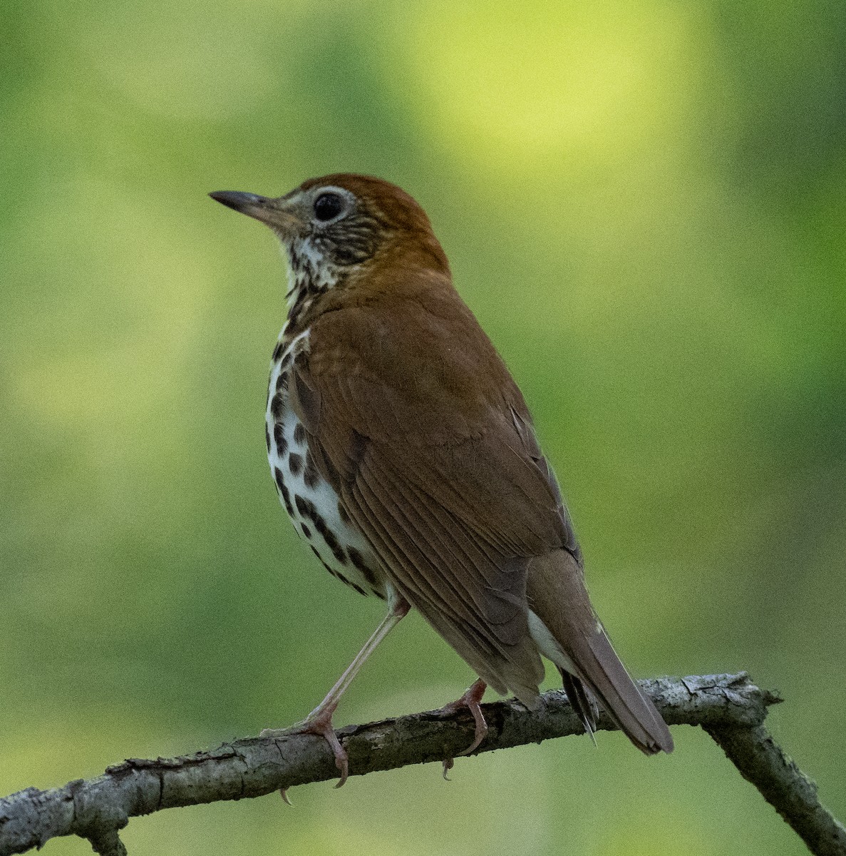 Wood Thrush - ML573366141