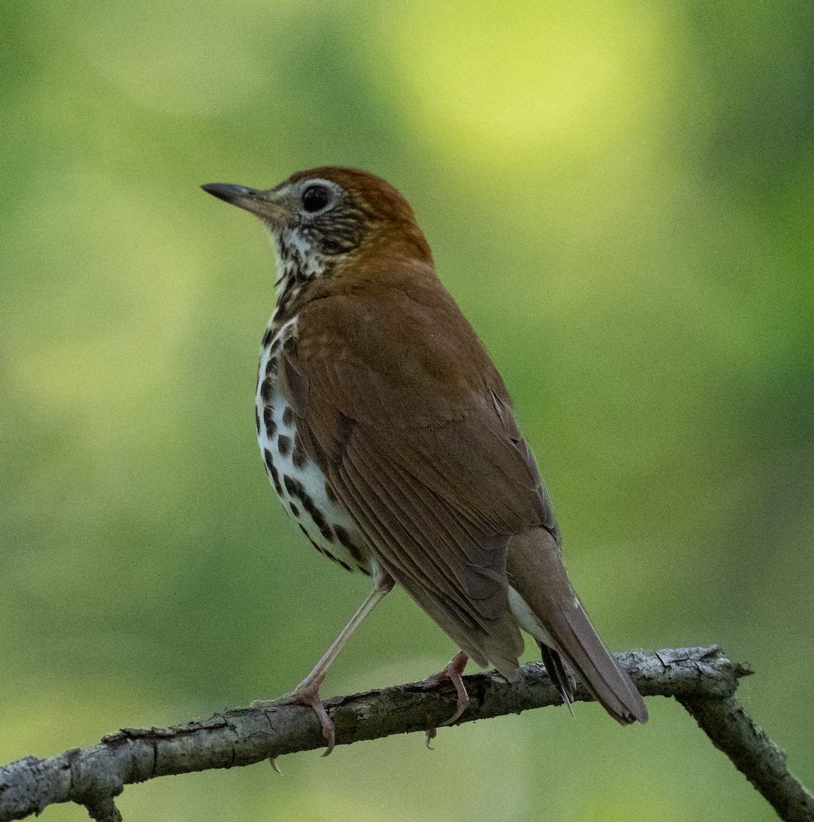 Wood Thrush - ML573366141