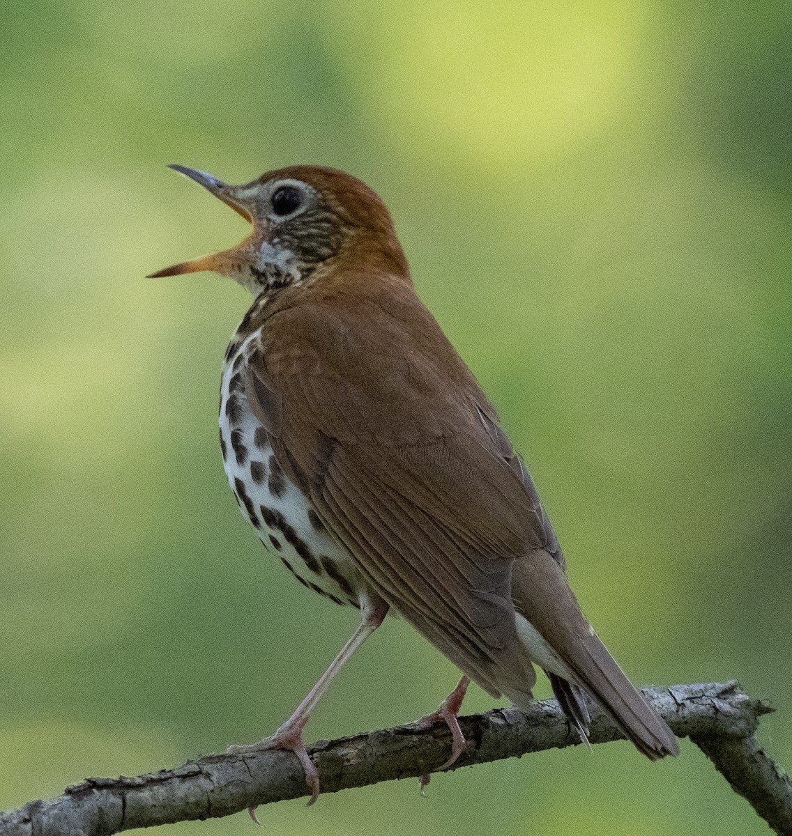 Wood Thrush - ML573366181