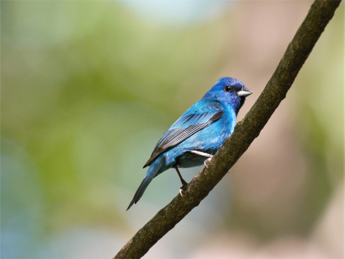 Indigo Bunting - ML573366221