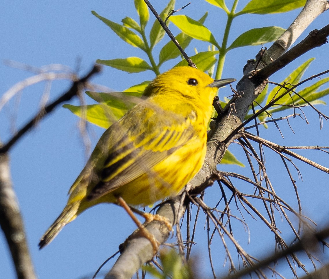 Yellow Warbler - ML573366241