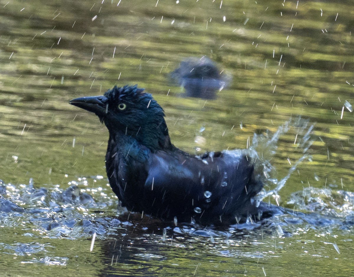 Common Grackle - ML573366281