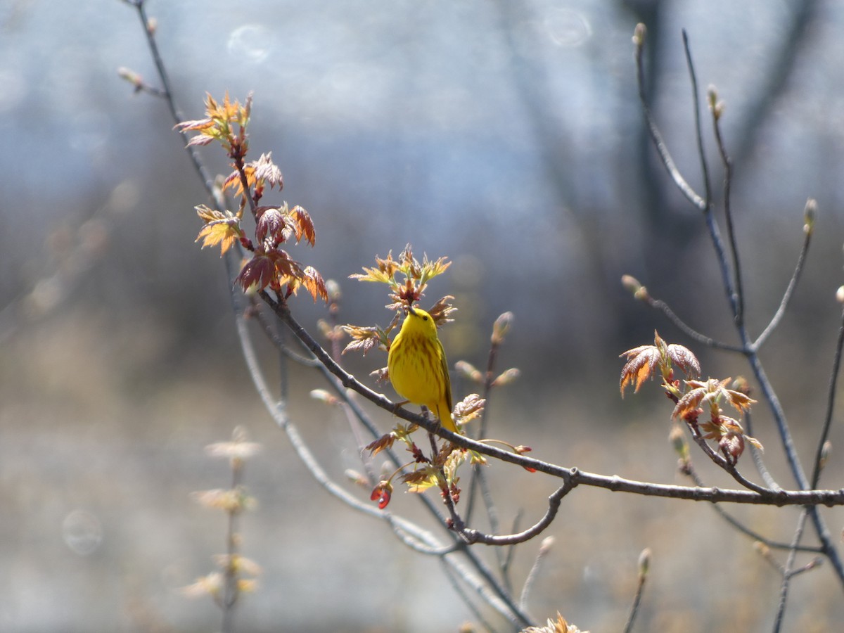 Yellow Warbler - Joey Hutton