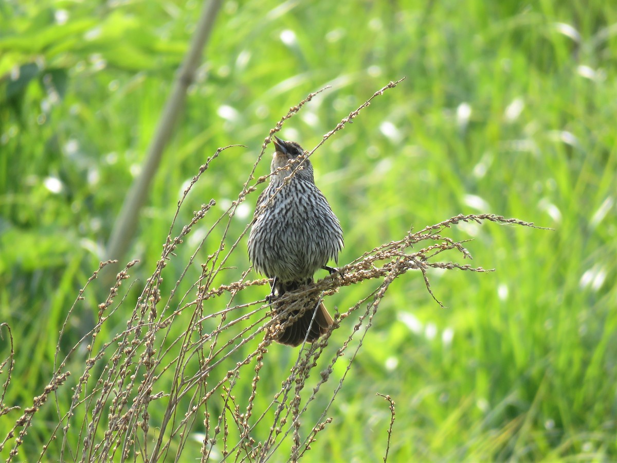 Red-winged Blackbird - ML573367221