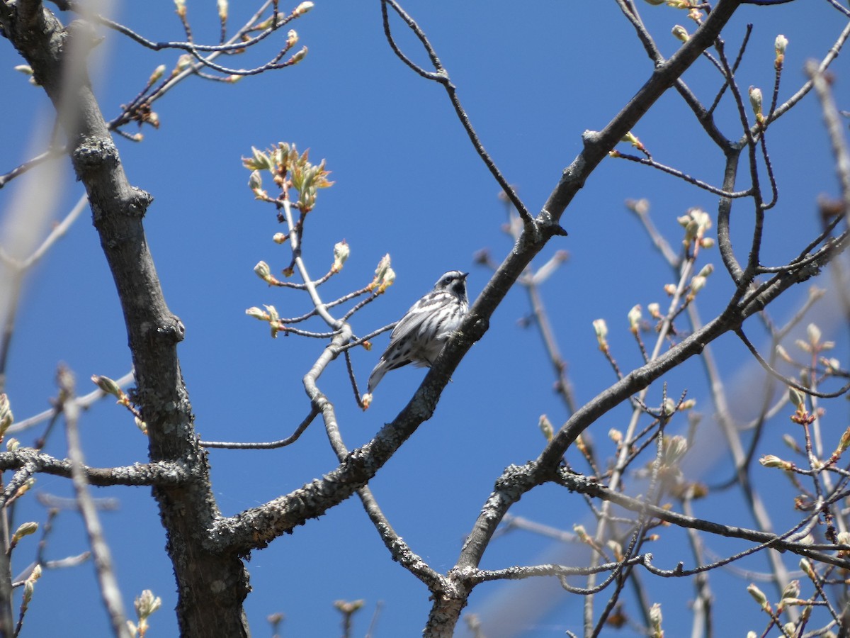 Black-and-white Warbler - Joey Hutton