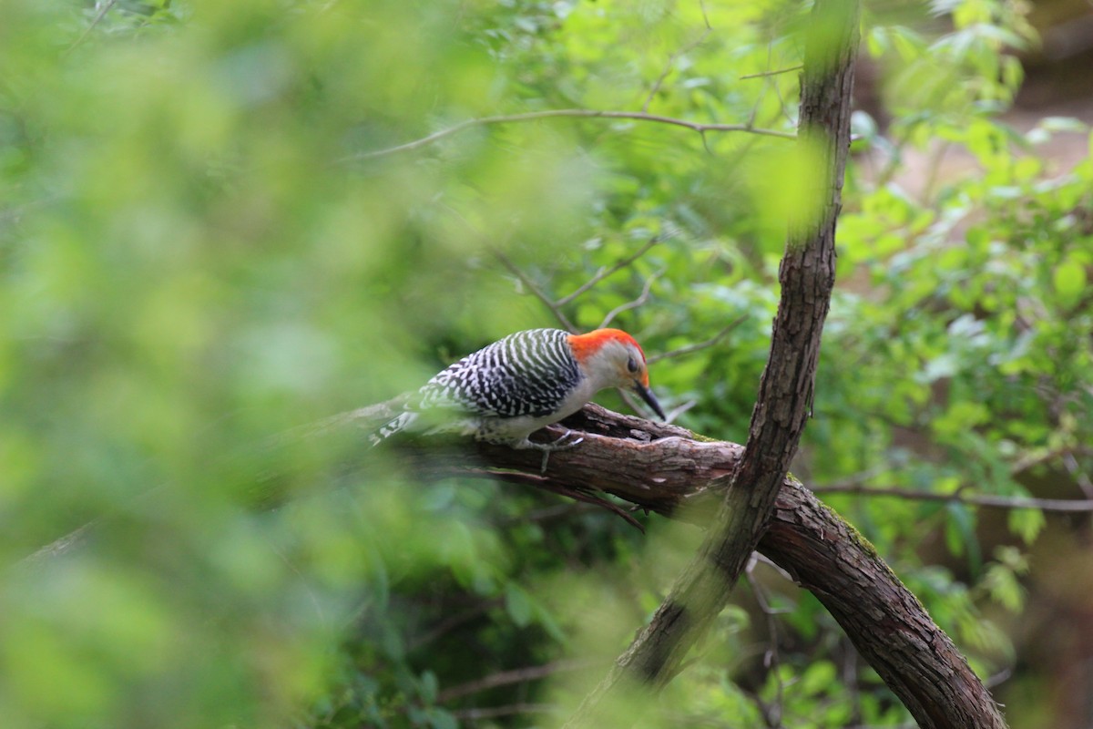 Red-bellied Woodpecker - Russell Allison