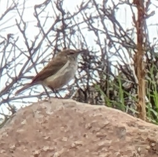 Rock Wren - ML573370251