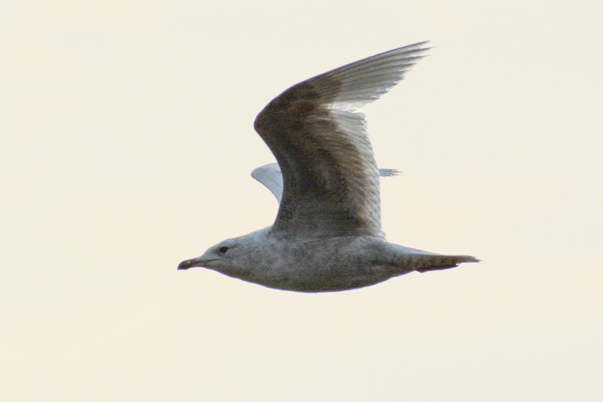 Iceland Gull (kumlieni/glaucoides) - ML573371511