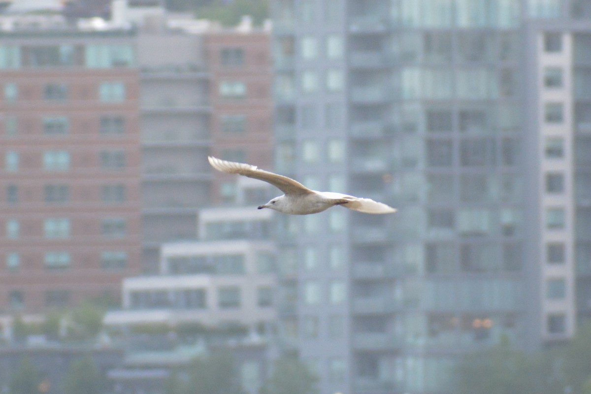 Iceland Gull (kumlieni/glaucoides) - ML573371631