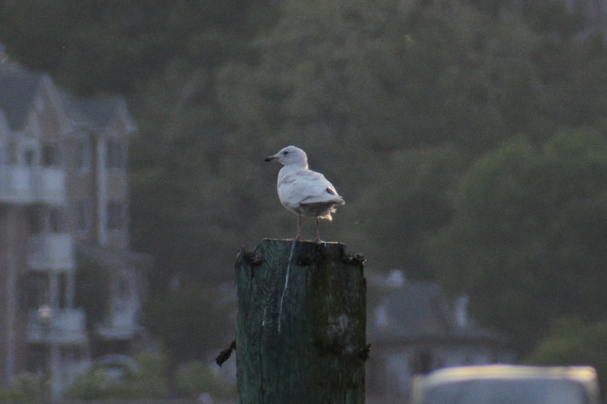 Iceland Gull (kumlieni/glaucoides) - ML573371641