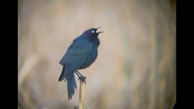 Brewer's Blackbird - ML573372931