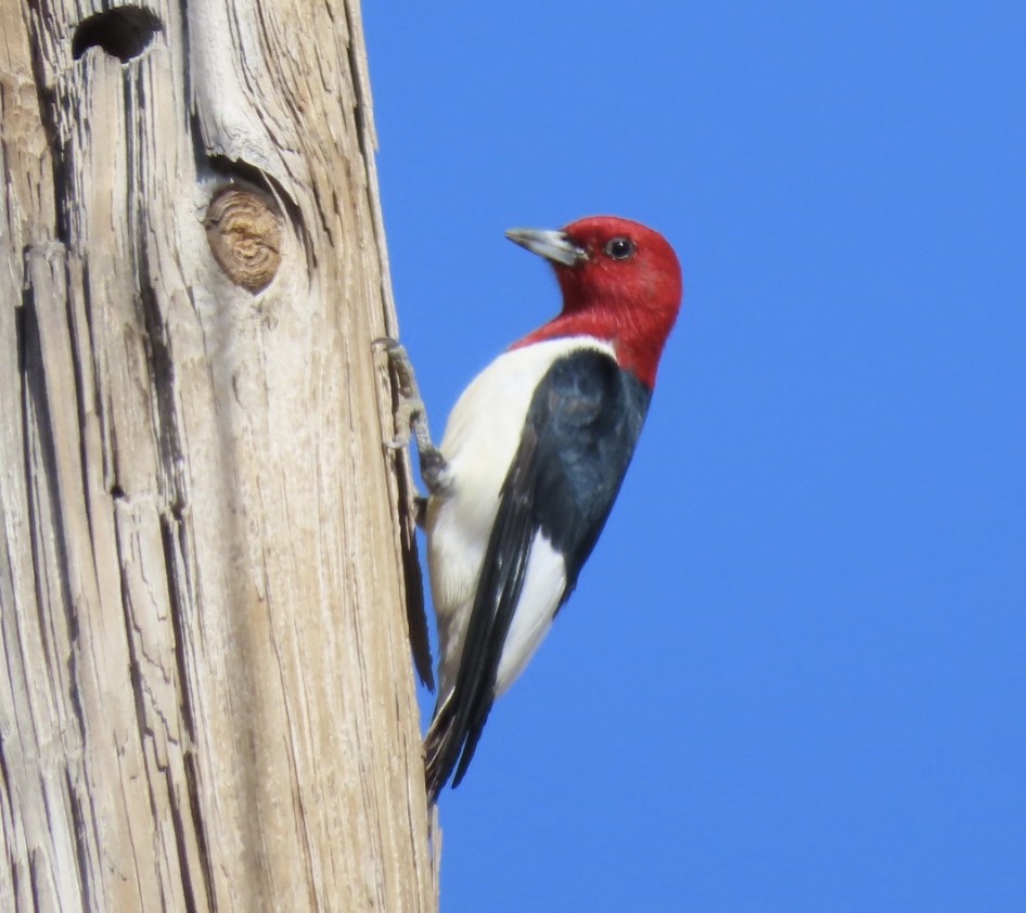 Red-headed Woodpecker - ML573373011