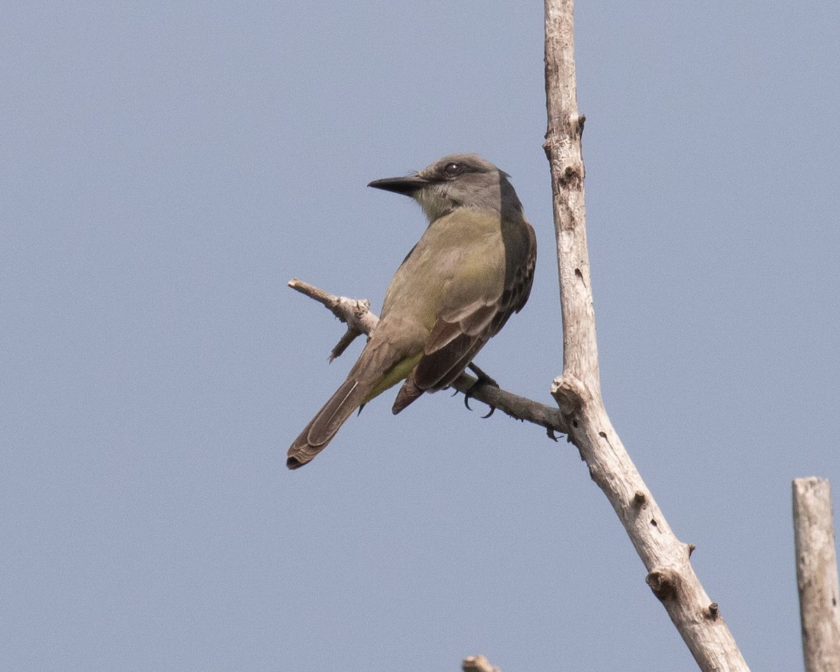 Tropical Kingbird - ML573374171