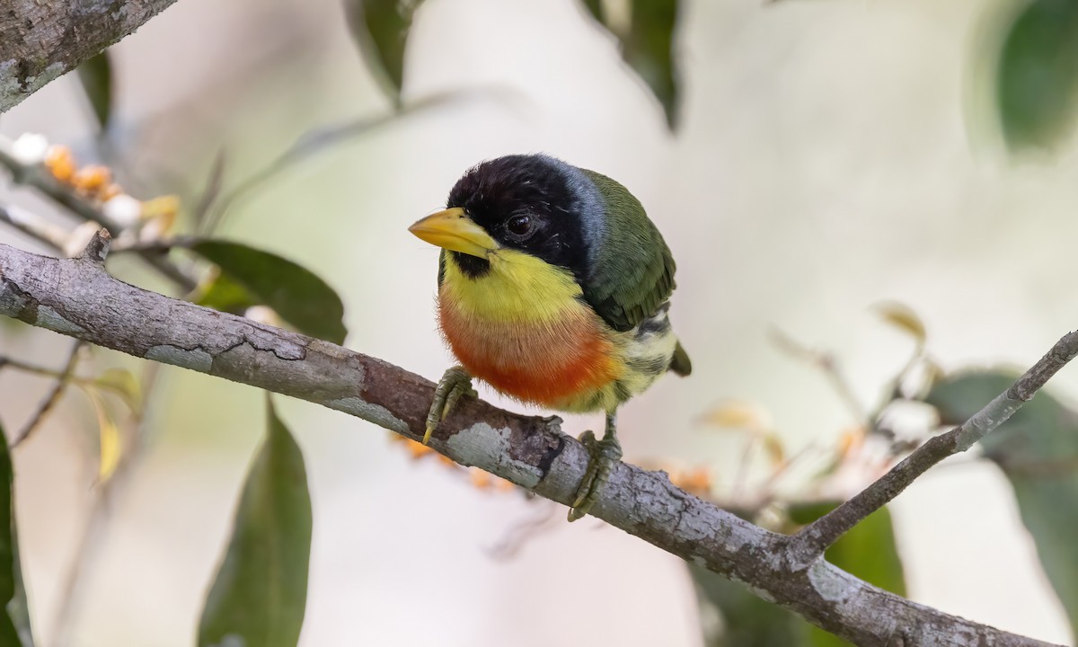 Lemon-throated Barbet (Lemon-throated) - ML573374511