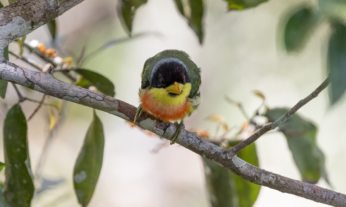 Lemon-throated Barbet (Lemon-throated) - Paul Fenwick