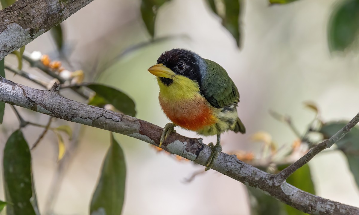 Lemon-throated Barbet (Lemon-throated) - ML573374541