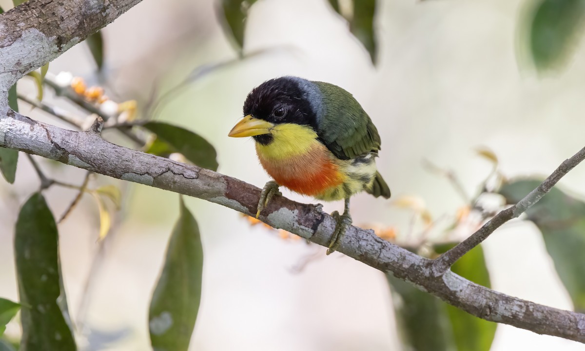 Lemon-throated Barbet (Lemon-throated) - ML573374551