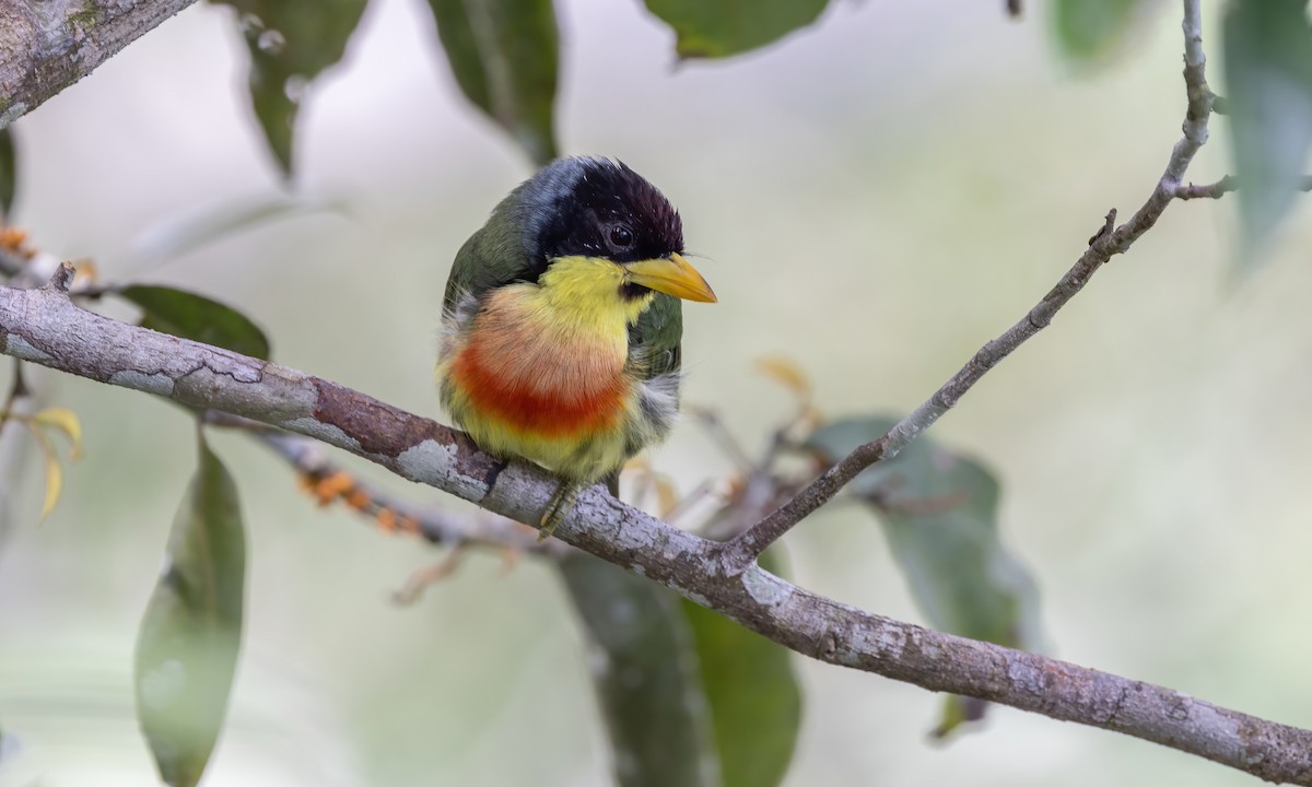 Lemon-throated Barbet (Lemon-throated) - ML573374561