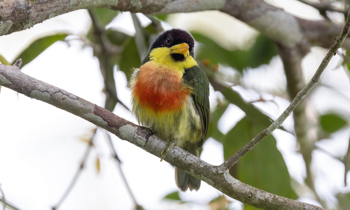 Limon Gerdanlı Barbet (richardsoni/nigriceps) - ML573374581