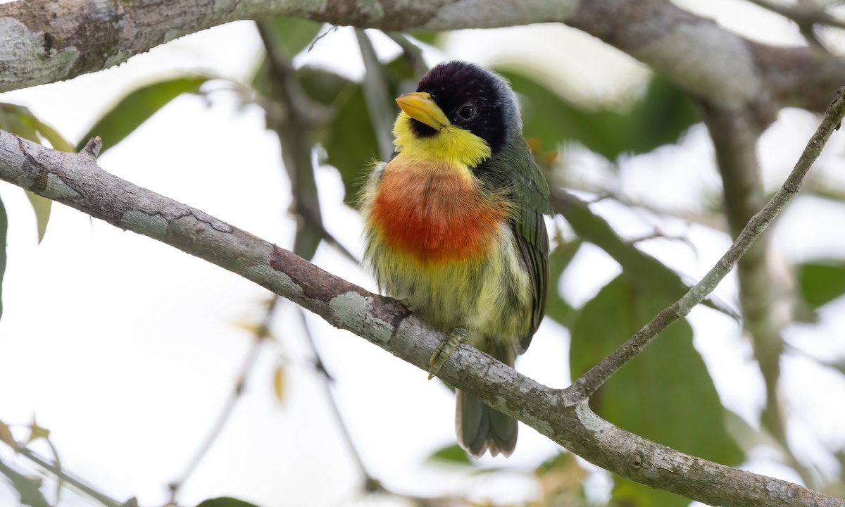 Limon Gerdanlı Barbet (richardsoni/nigriceps) - ML573374591