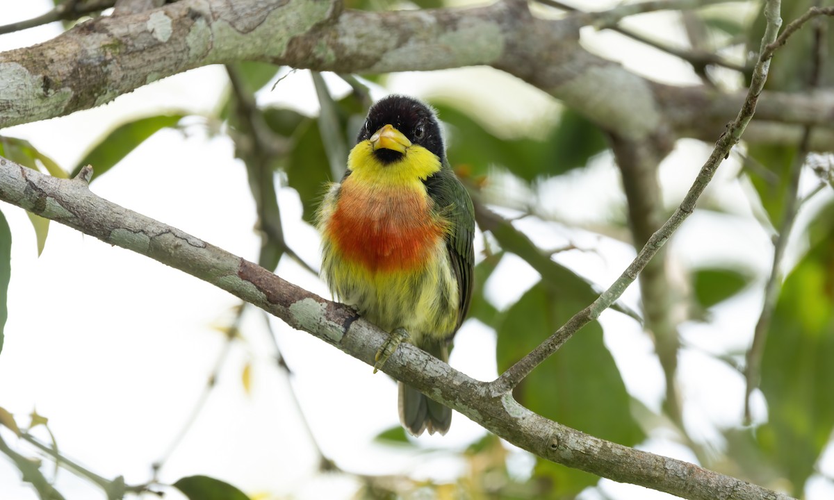 Lemon-throated Barbet (Lemon-throated) - ML573374641