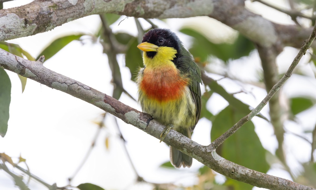 Limon Gerdanlı Barbet (richardsoni/nigriceps) - ML573374651