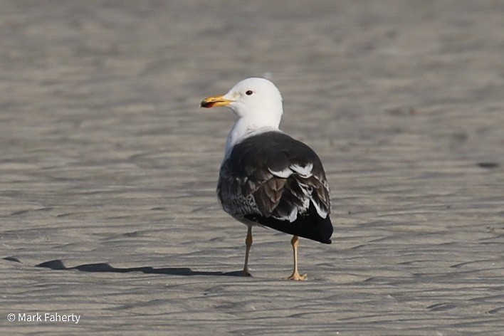 Lesser Black-backed Gull - Mark Faherty