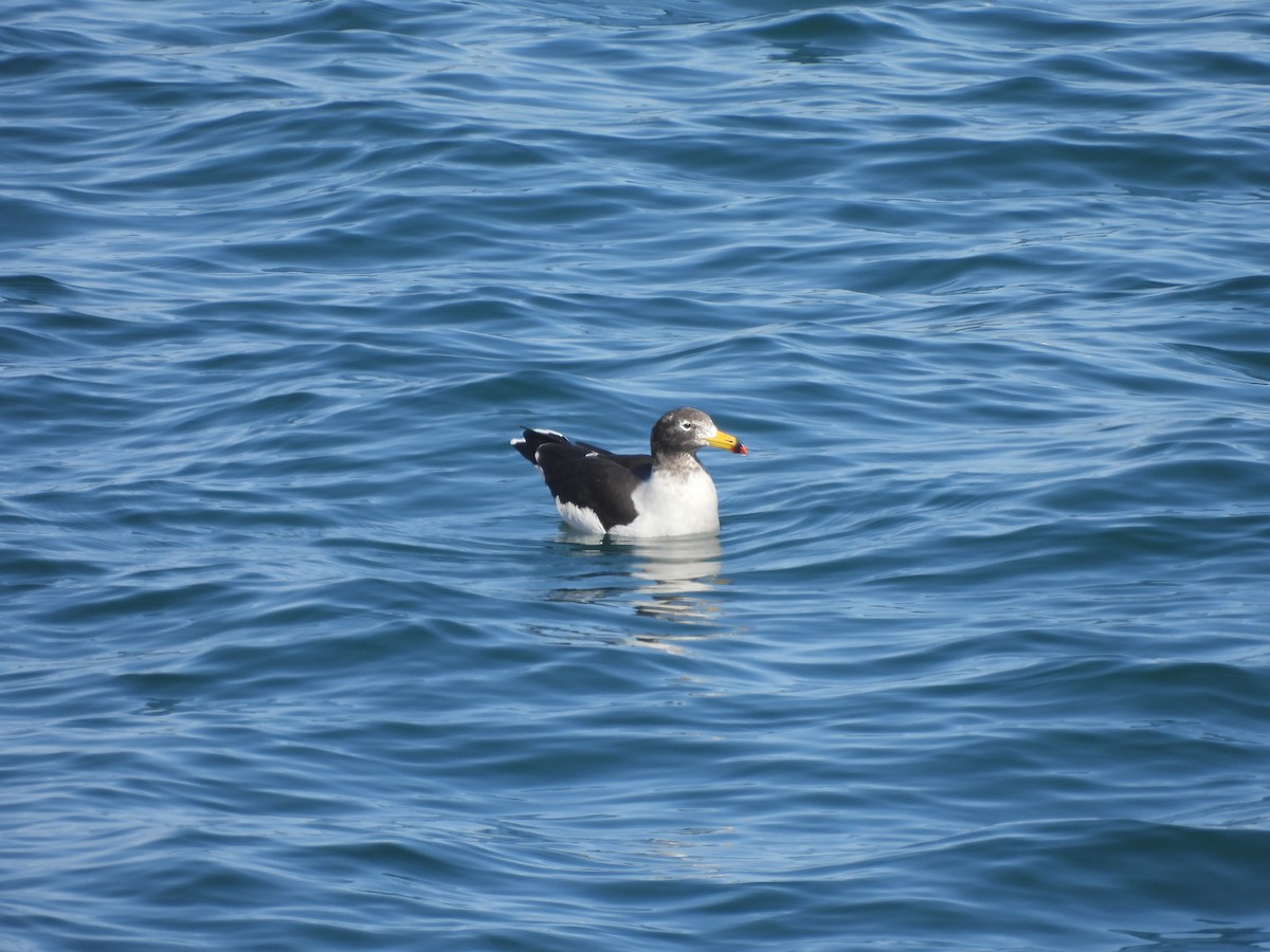 Belcher's Gull - ML573376331