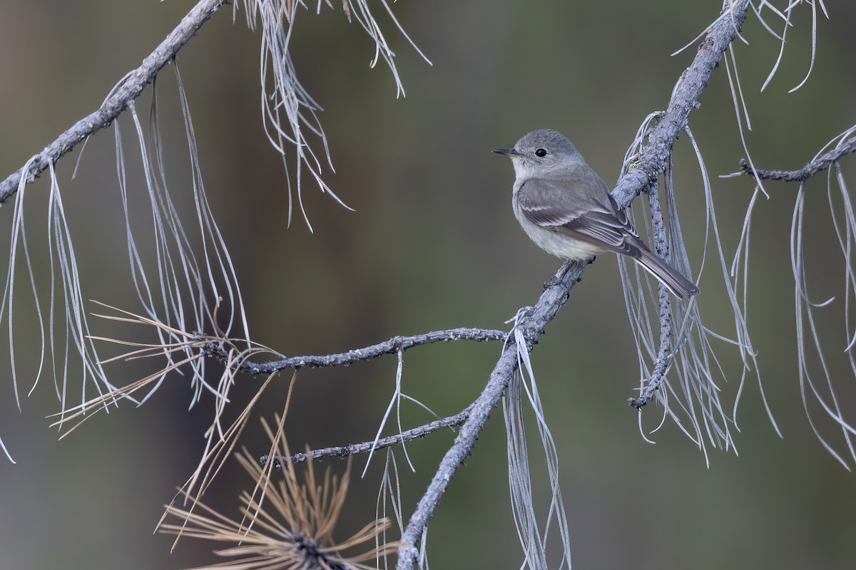 Gray Flycatcher - ML573376431