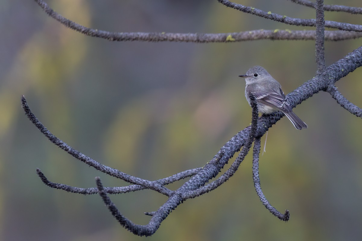 Gray Flycatcher - Liam Hutcheson