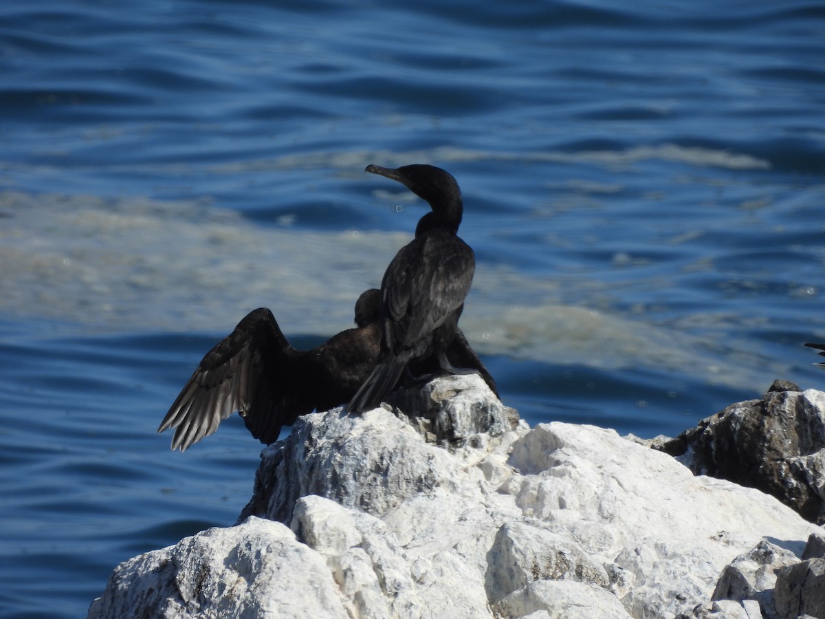Neotropic Cormorant - ML573376511
