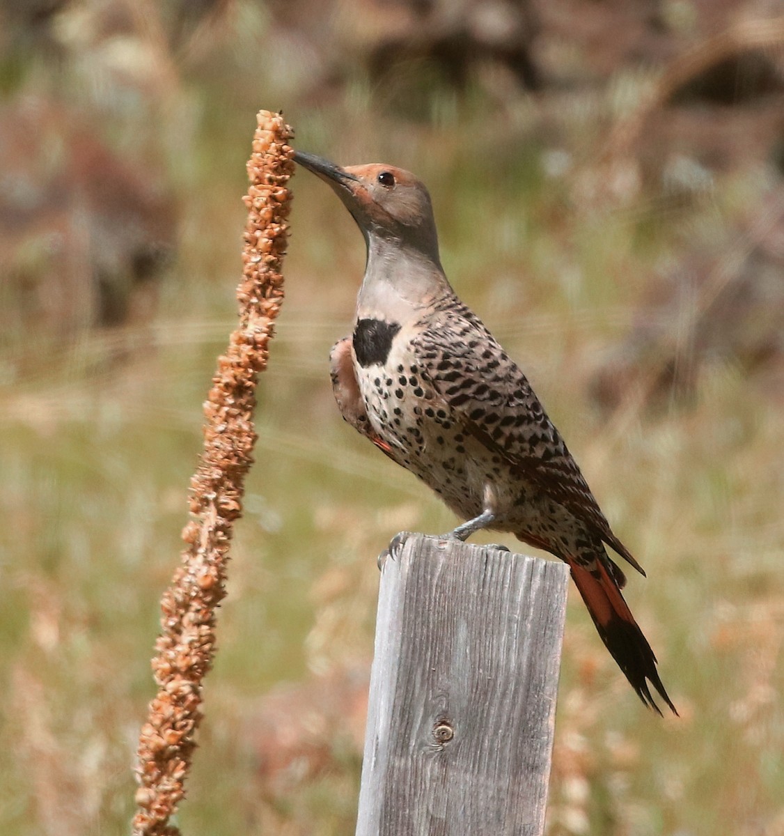 Northern Flicker - ML573376641