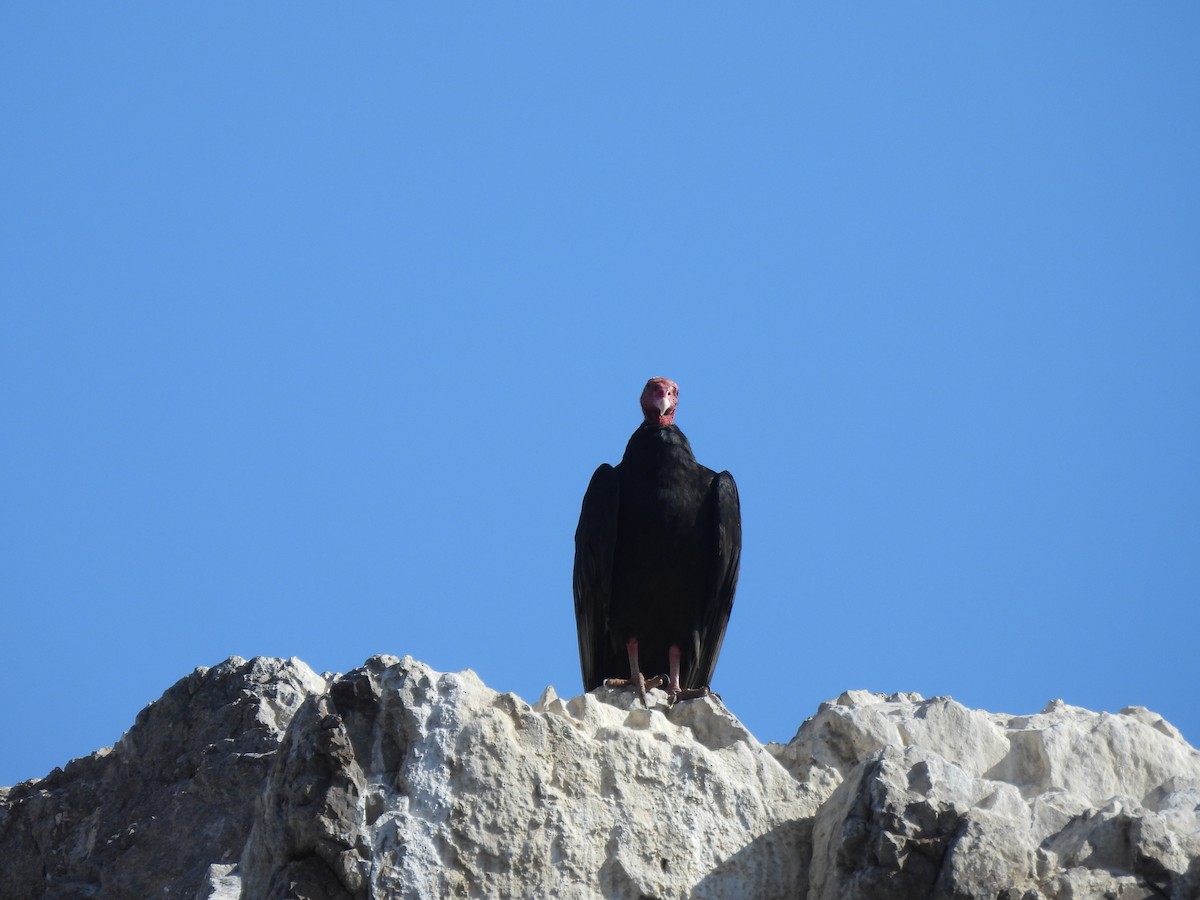 Turkey Vulture - ML573376711