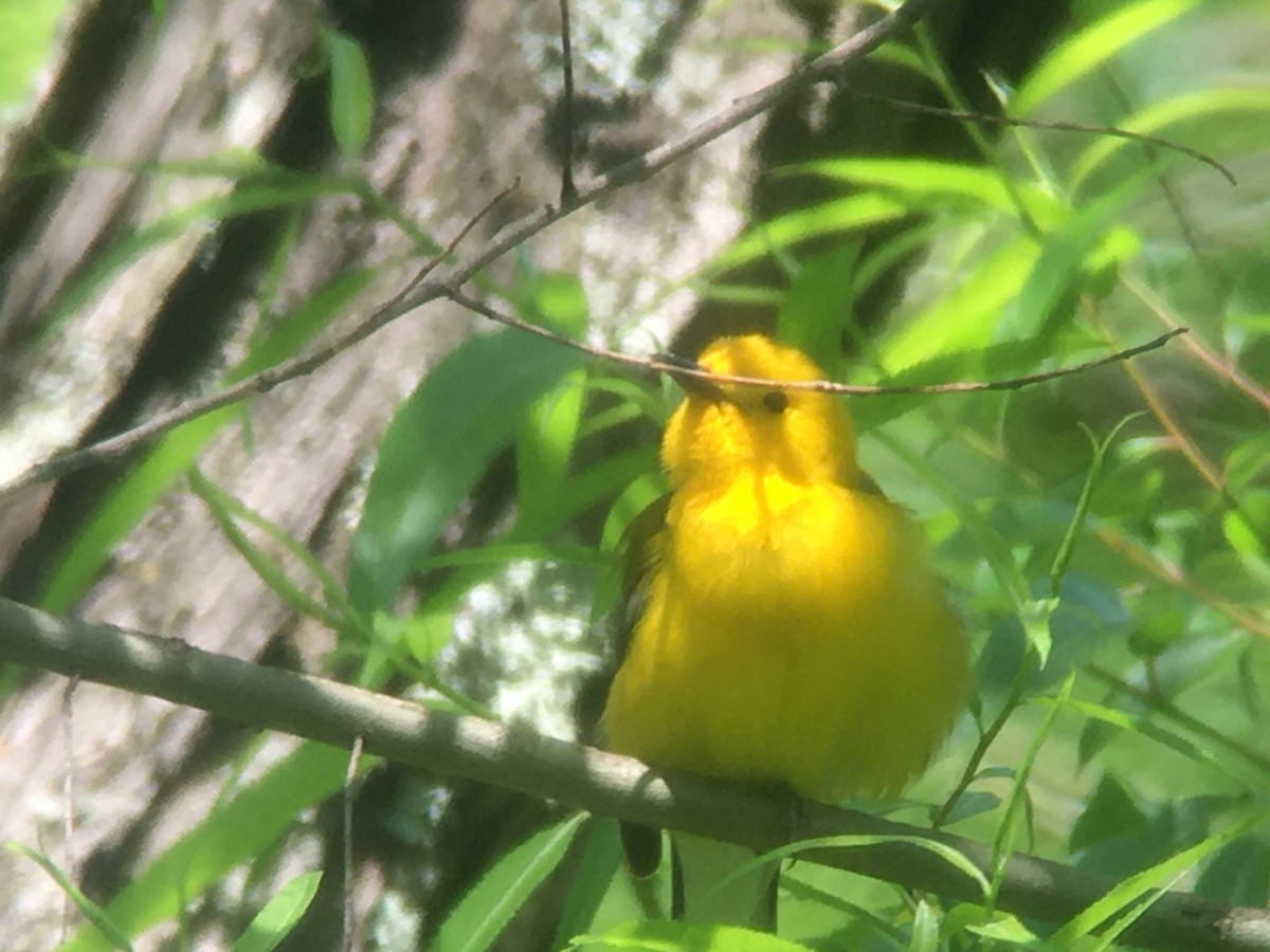 Prothonotary Warbler - ML573376981