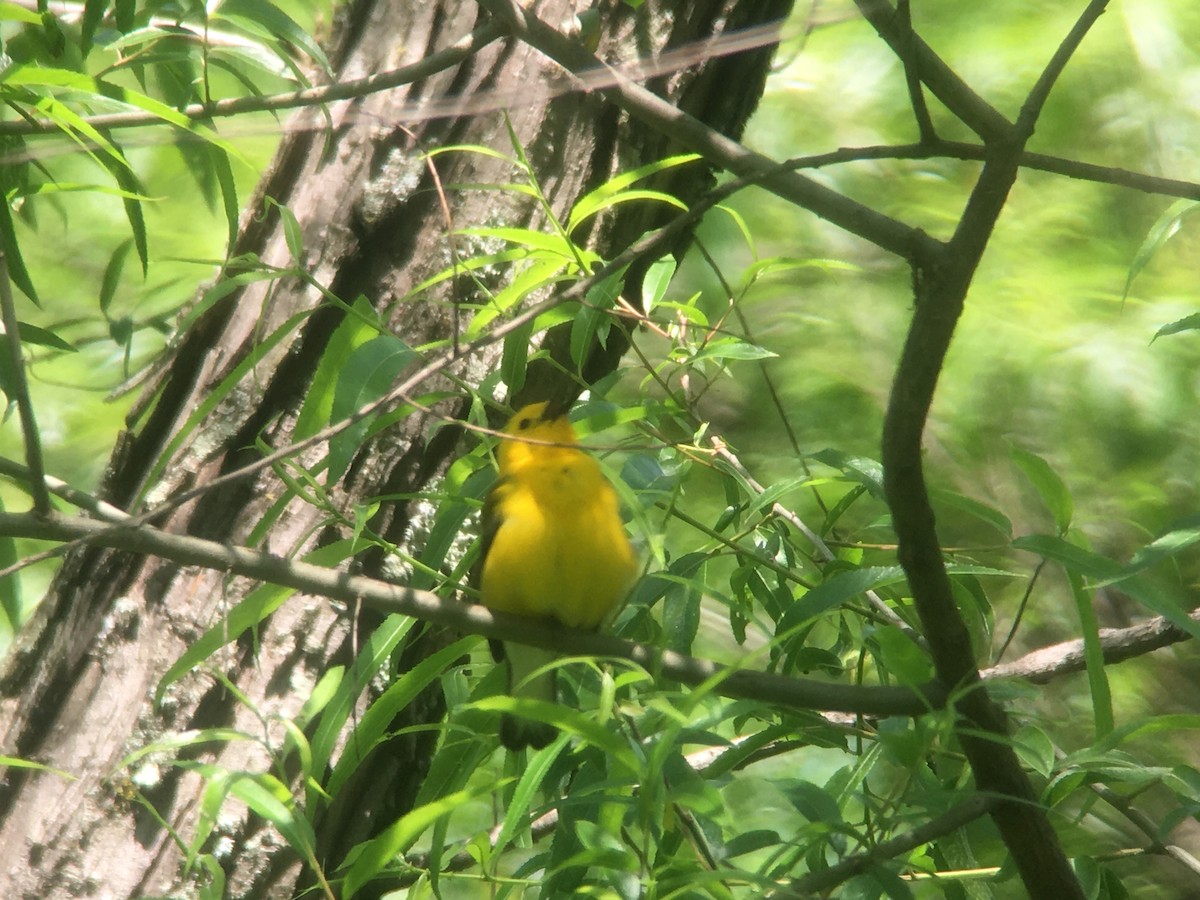 Prothonotary Warbler - ML573376991