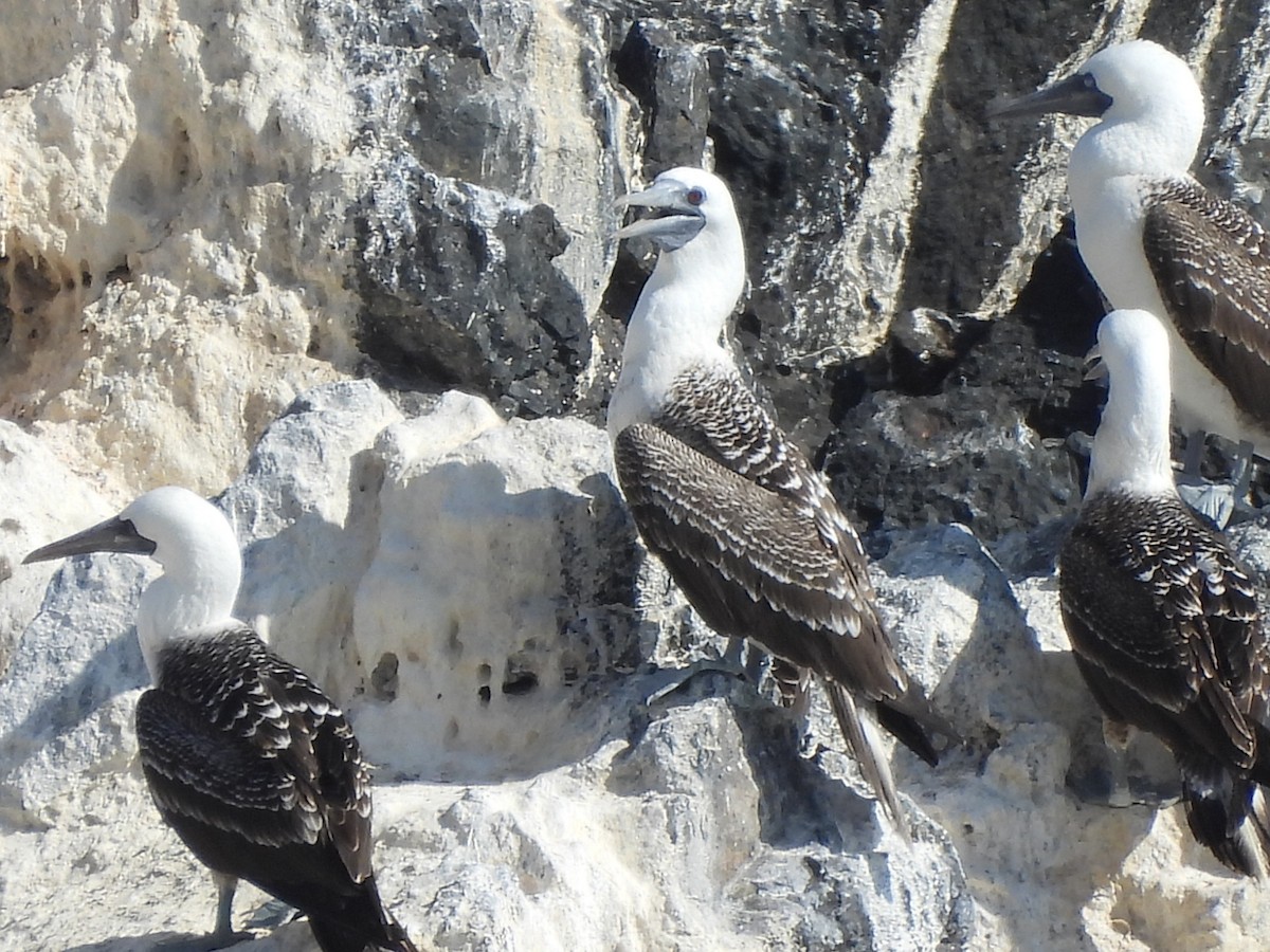 Peruvian Booby - ML573377041